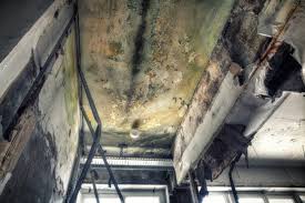 Best Basement Mold Removal  in London, KY